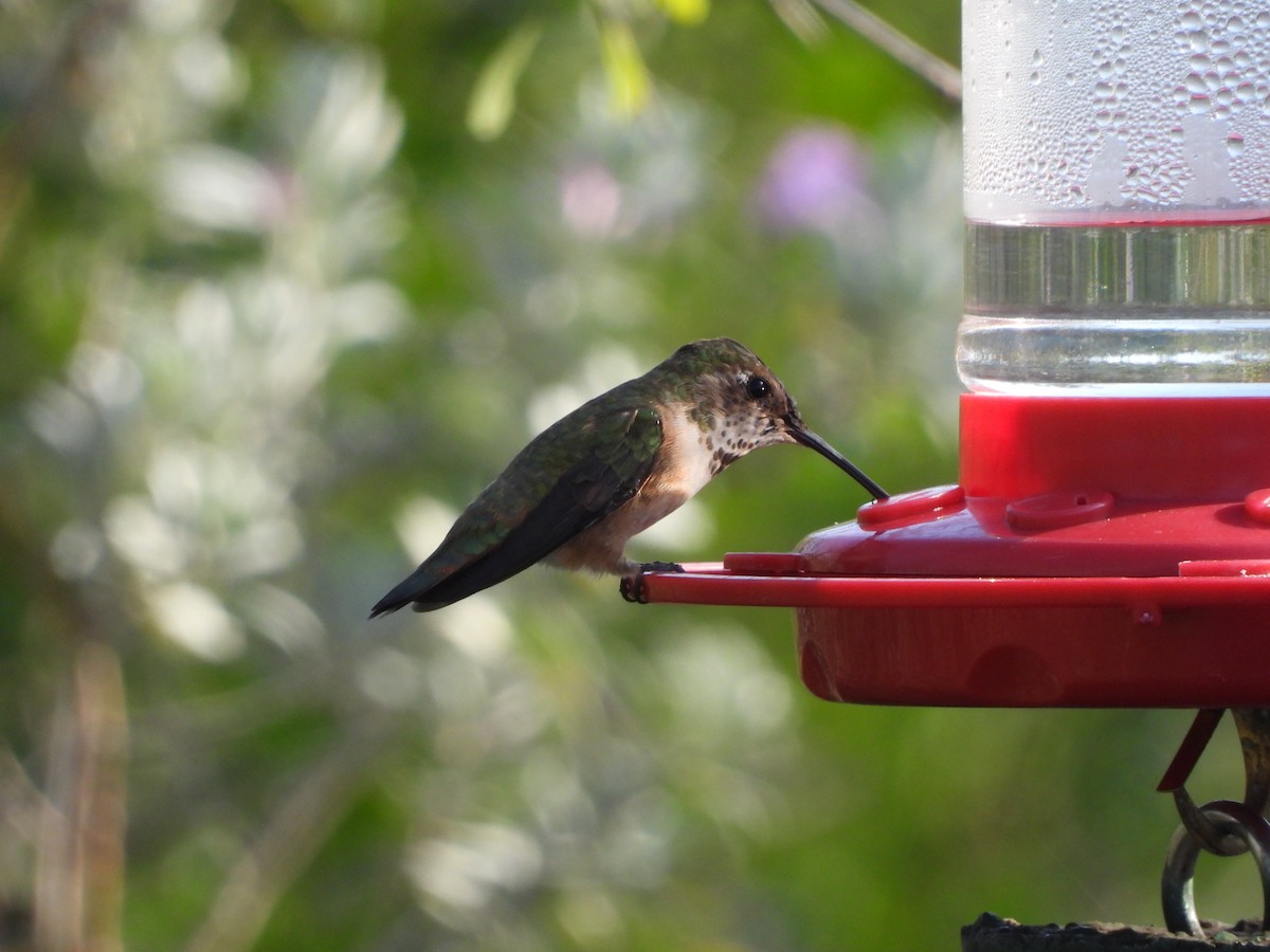 hummingbird sp. - ML537804861