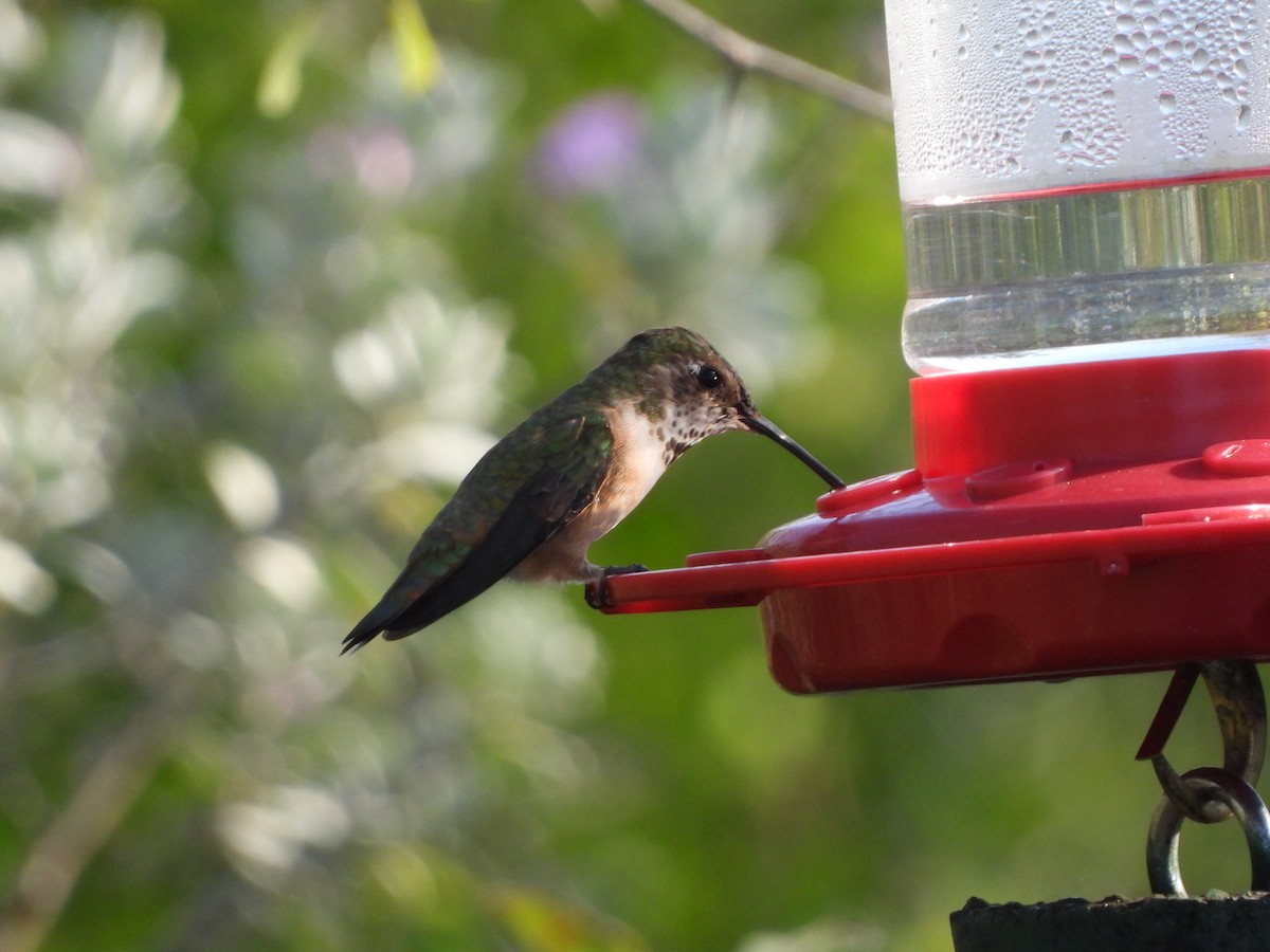 hummingbird sp. - ML537805061
