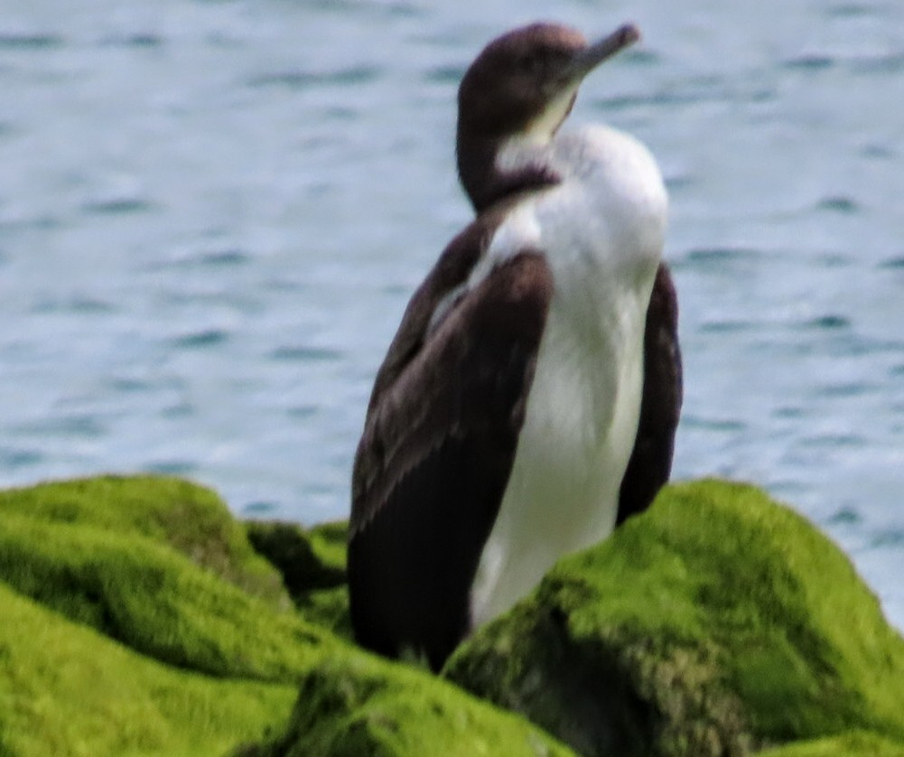 Stewart Island Shag - ML537805141