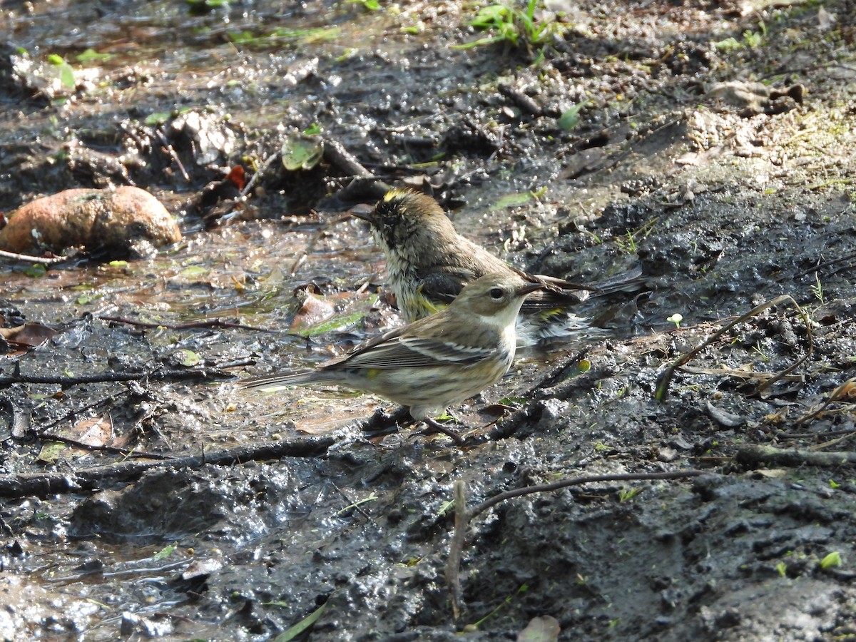 Yellow-rumped Warbler - ML537805341