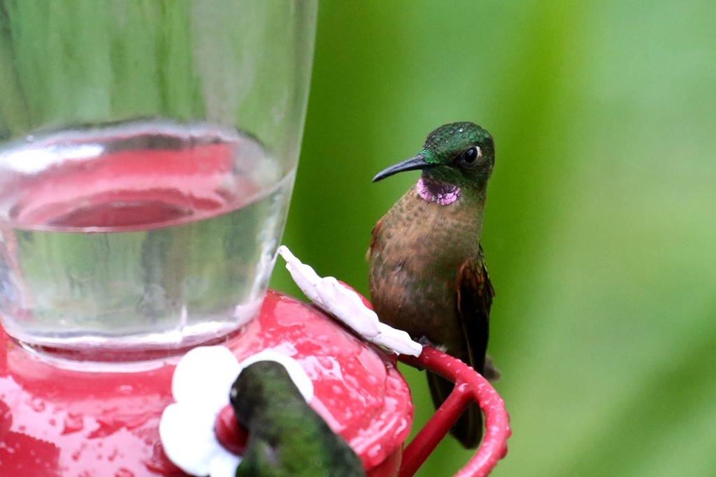 Fawn-breasted Brilliant - Maurice Raymond