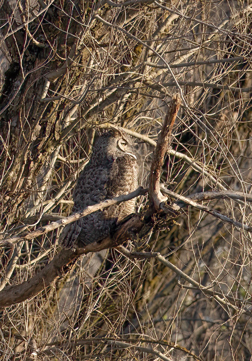 Great Horned Owl - ML537805751