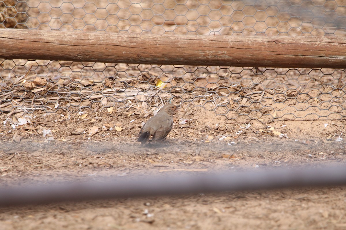 California Towhee - ML537805871