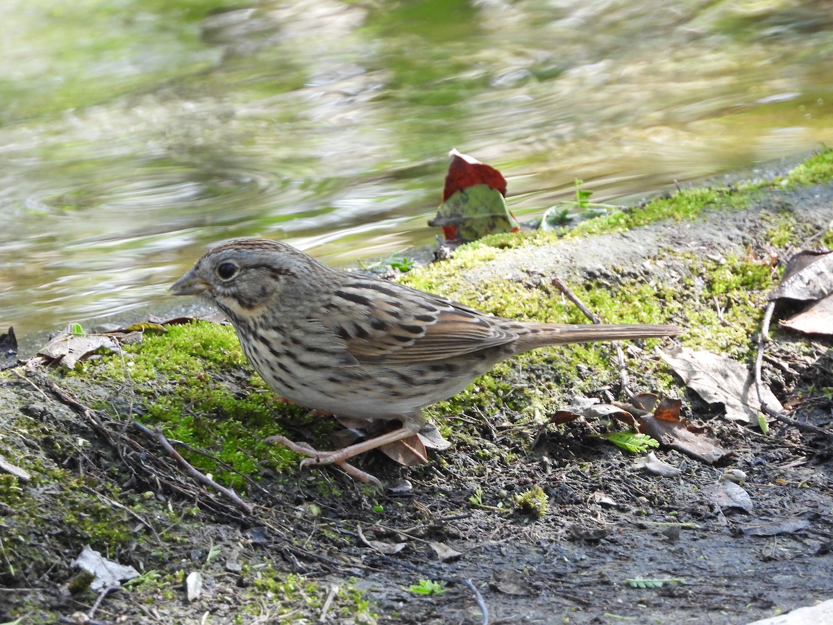 Lincoln's Sparrow - Kim  Cortez