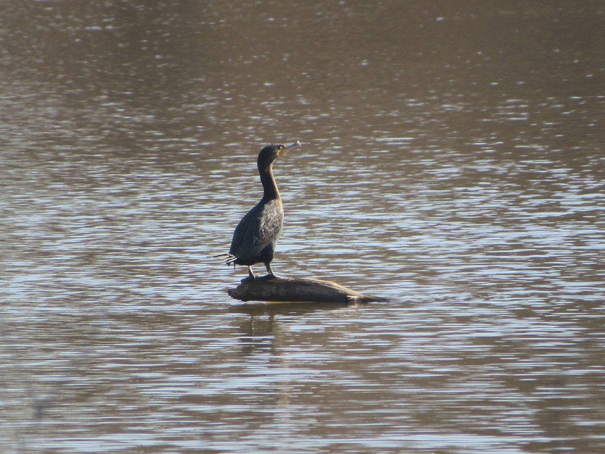 Double-crested Cormorant - ML537806951