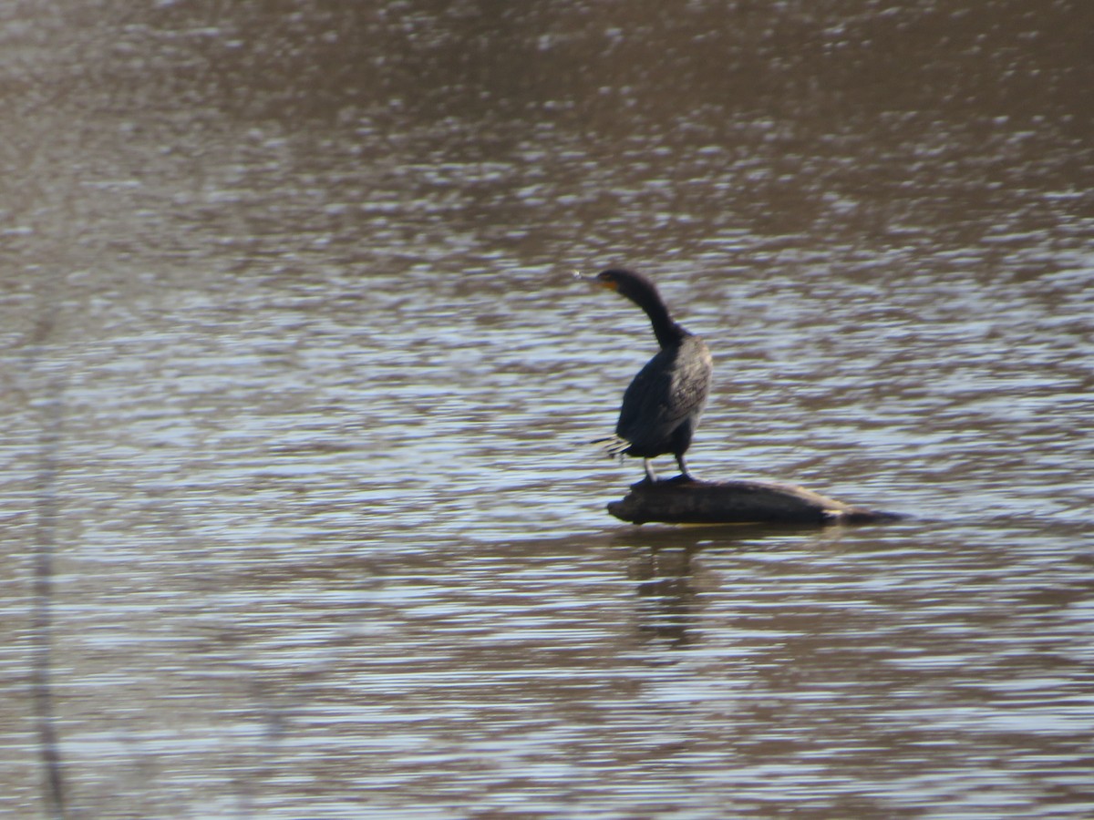 Double-crested Cormorant - ML537806961