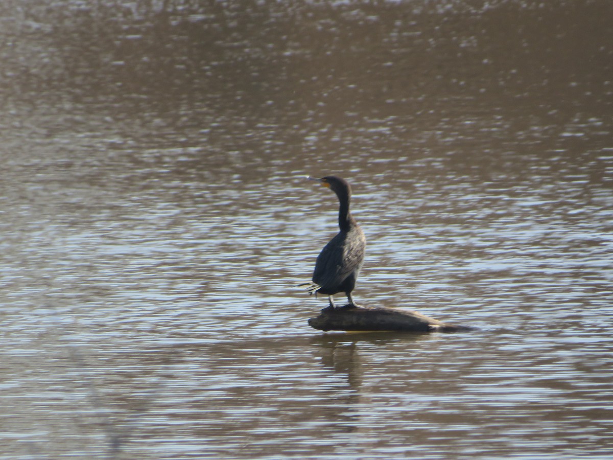 Double-crested Cormorant - ML537806971