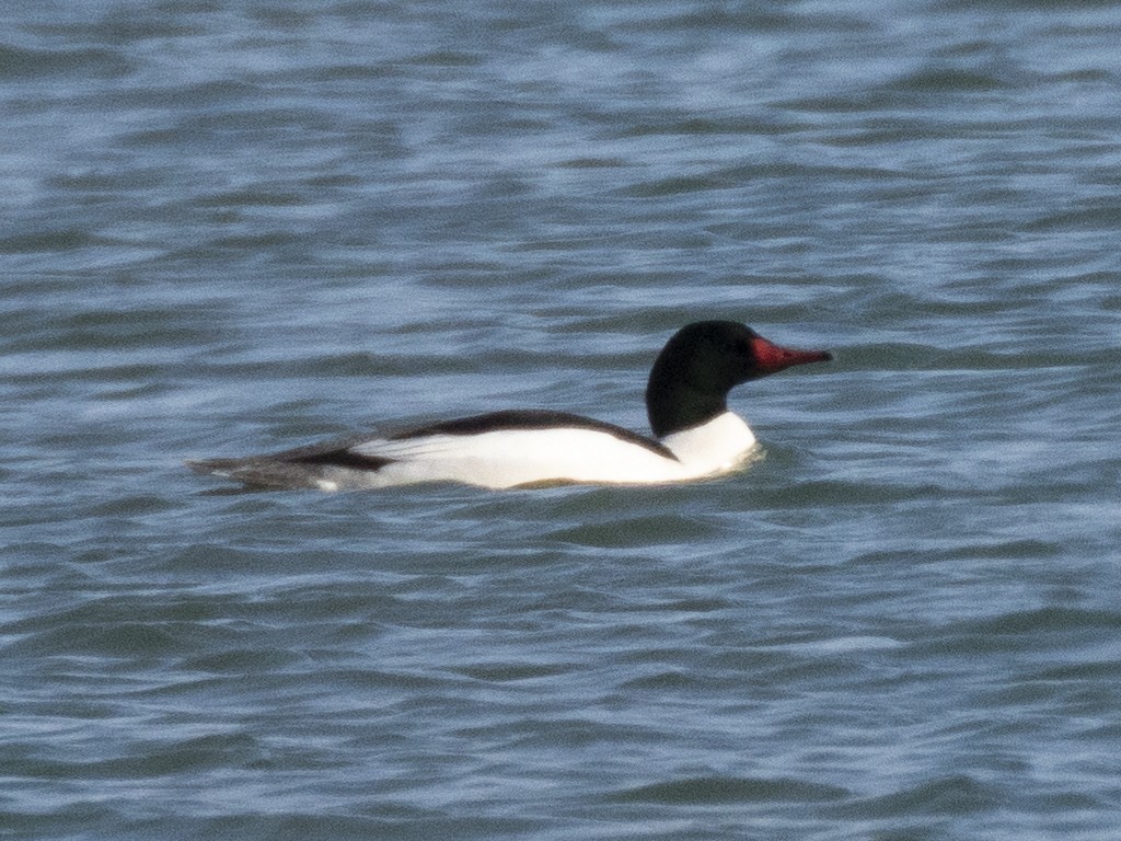 Common Merganser - Janet Tubb