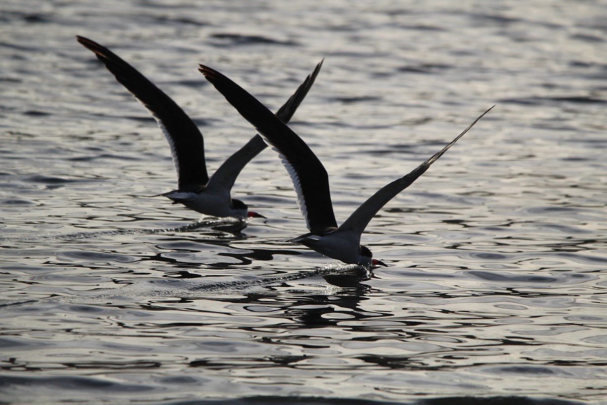 Black Skimmer - Keith Maley