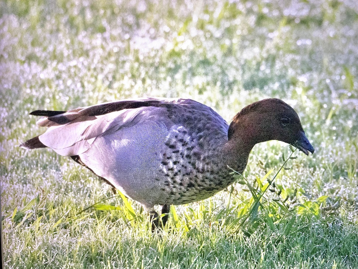 Maned Duck - Mary Brook