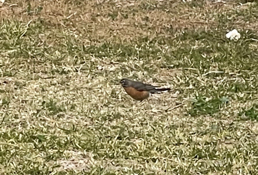 American Robin - ML537812211