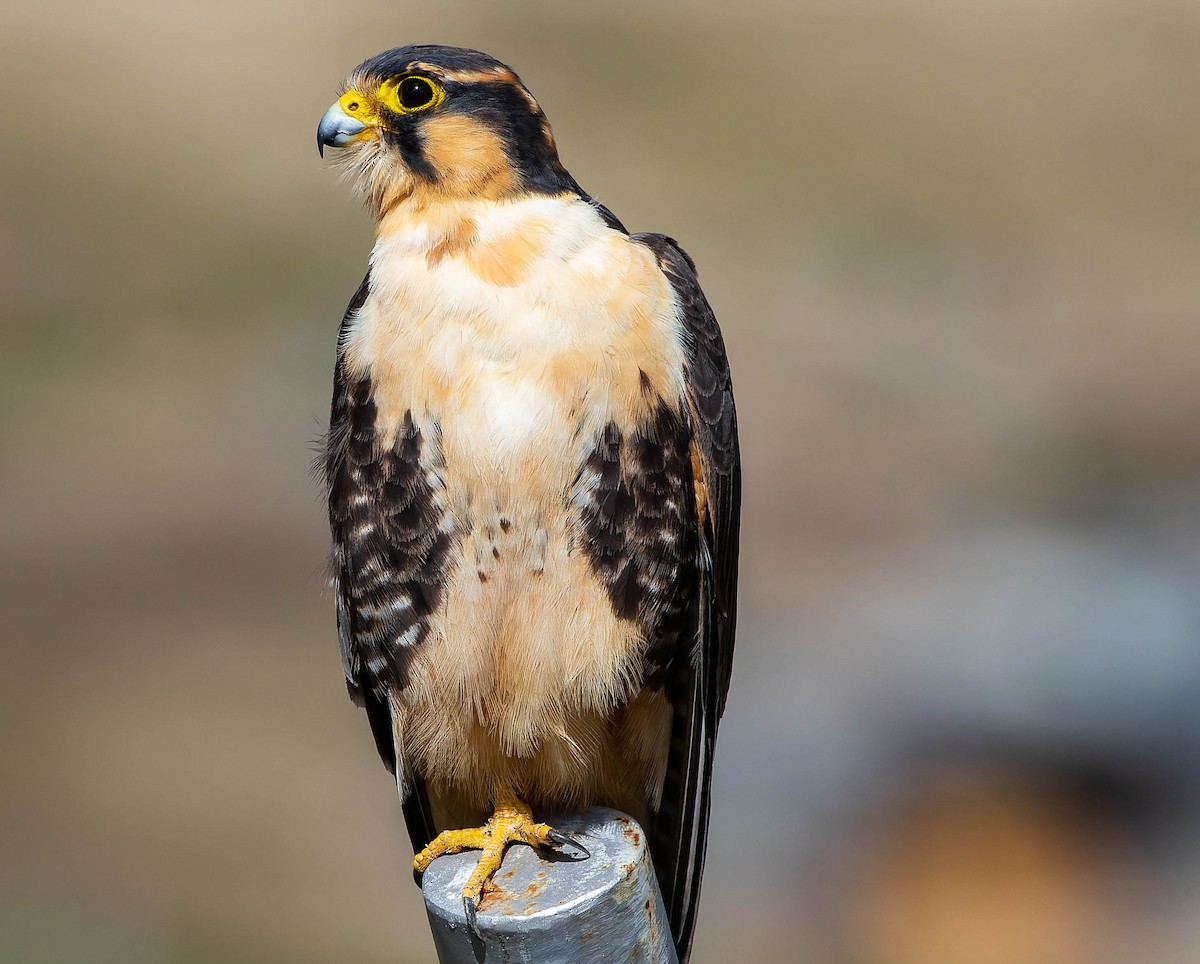 Aplomado Falcon - Steve Juhasz