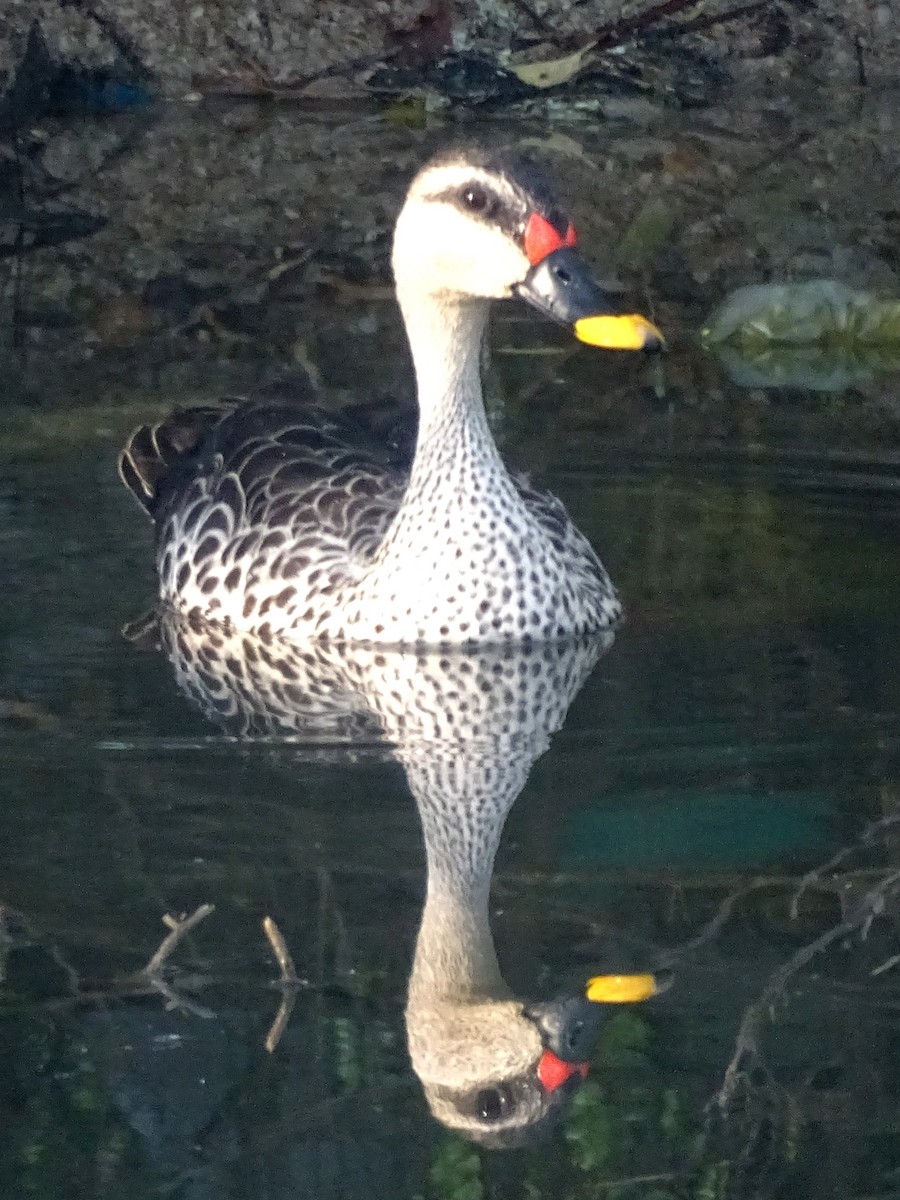 Indian Spot-billed Duck - ML537813091