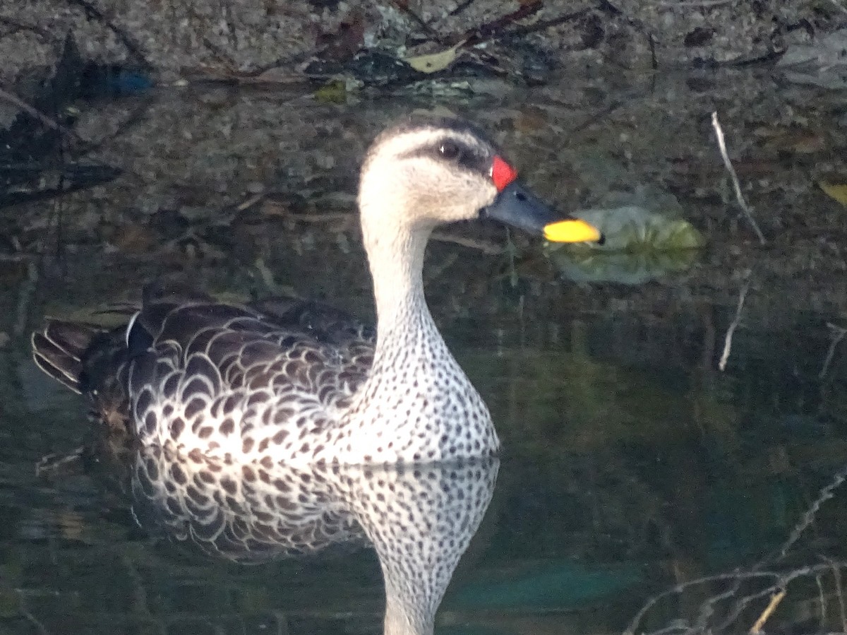 Indian Spot-billed Duck - ML537813101