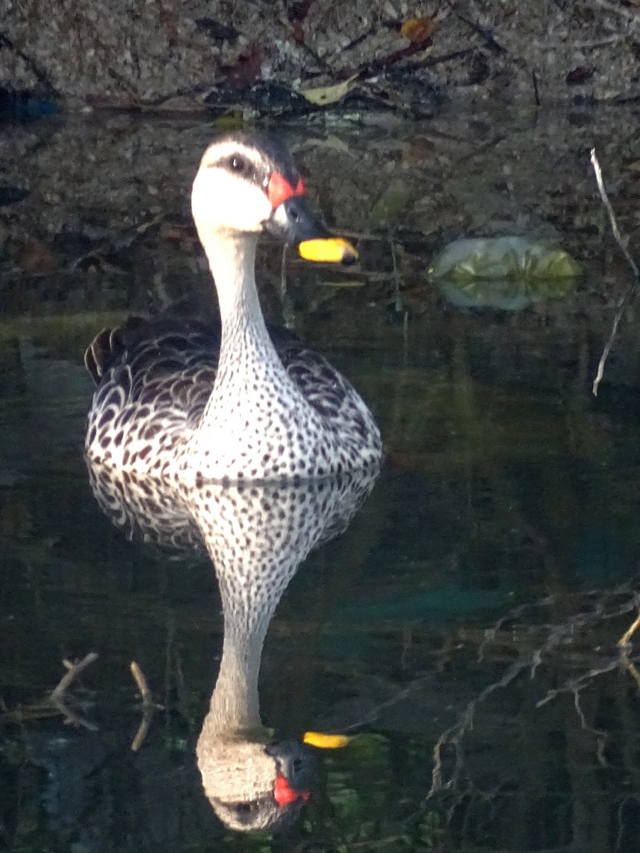 Indian Spot-billed Duck - ML537813111