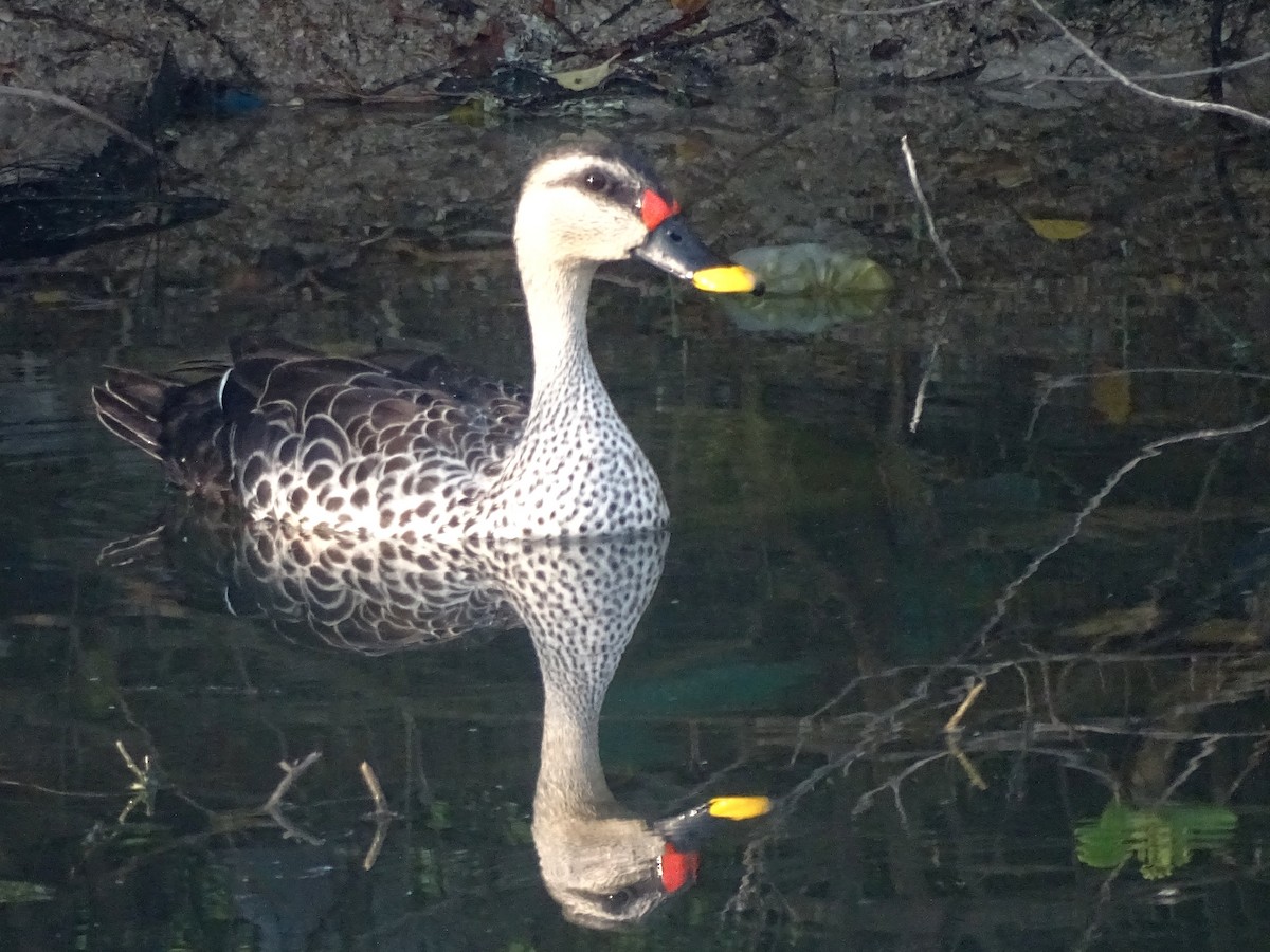Indian Spot-billed Duck - ML537813131