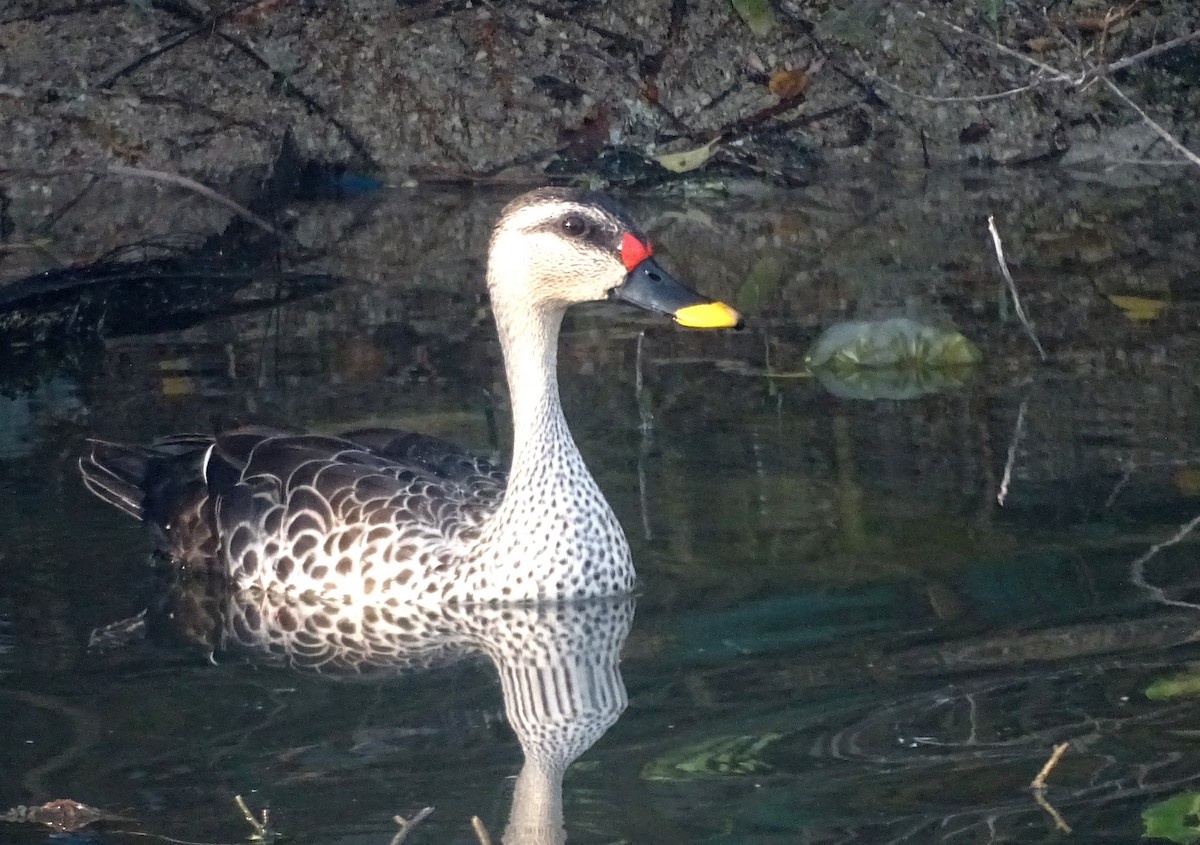 Indian Spot-billed Duck - ML537813141