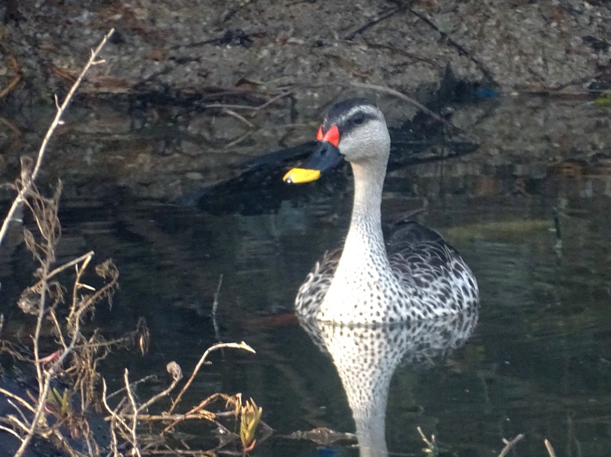 Indian Spot-billed Duck - ML537813151