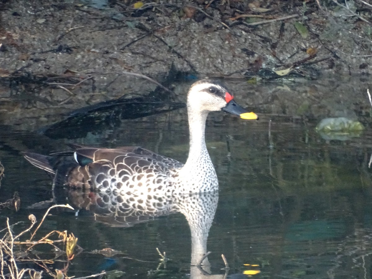 Indian Spot-billed Duck - ML537813161