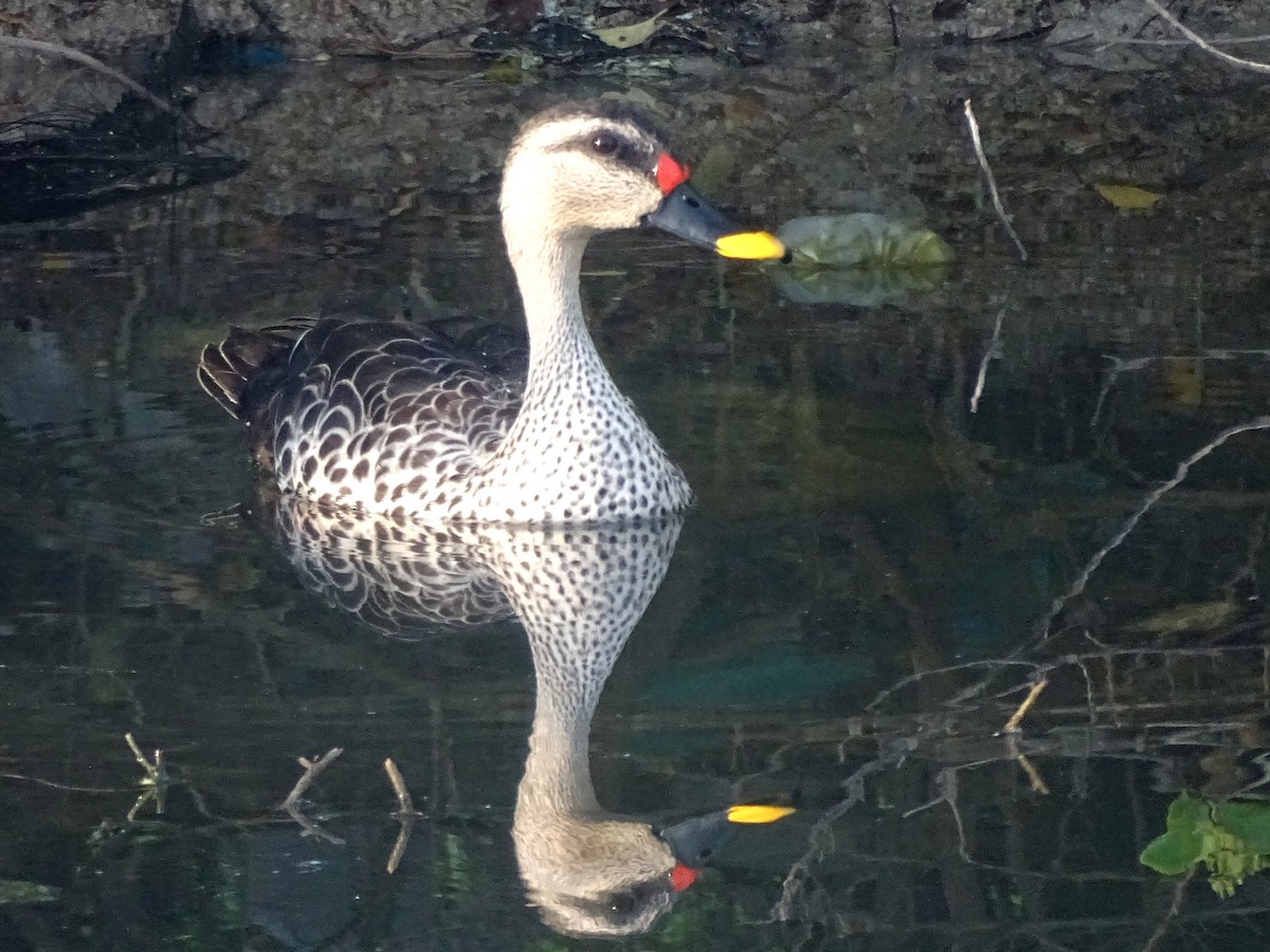 Indian Spot-billed Duck - ML537813211