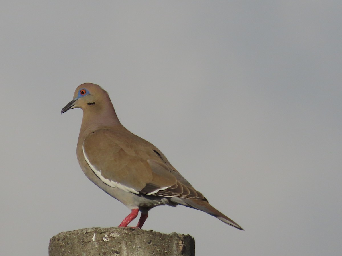 White-winged Dove - ML537813551