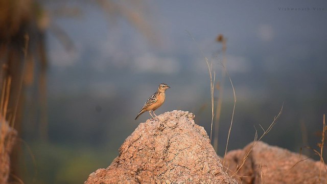 Tawny Lark - ML537813691