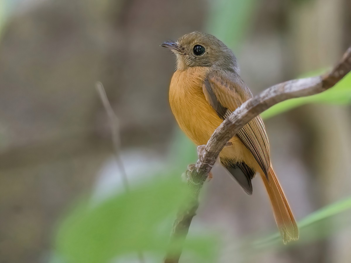 無料配達 Ruddy-tailed Flycatcher eBird - 置物
