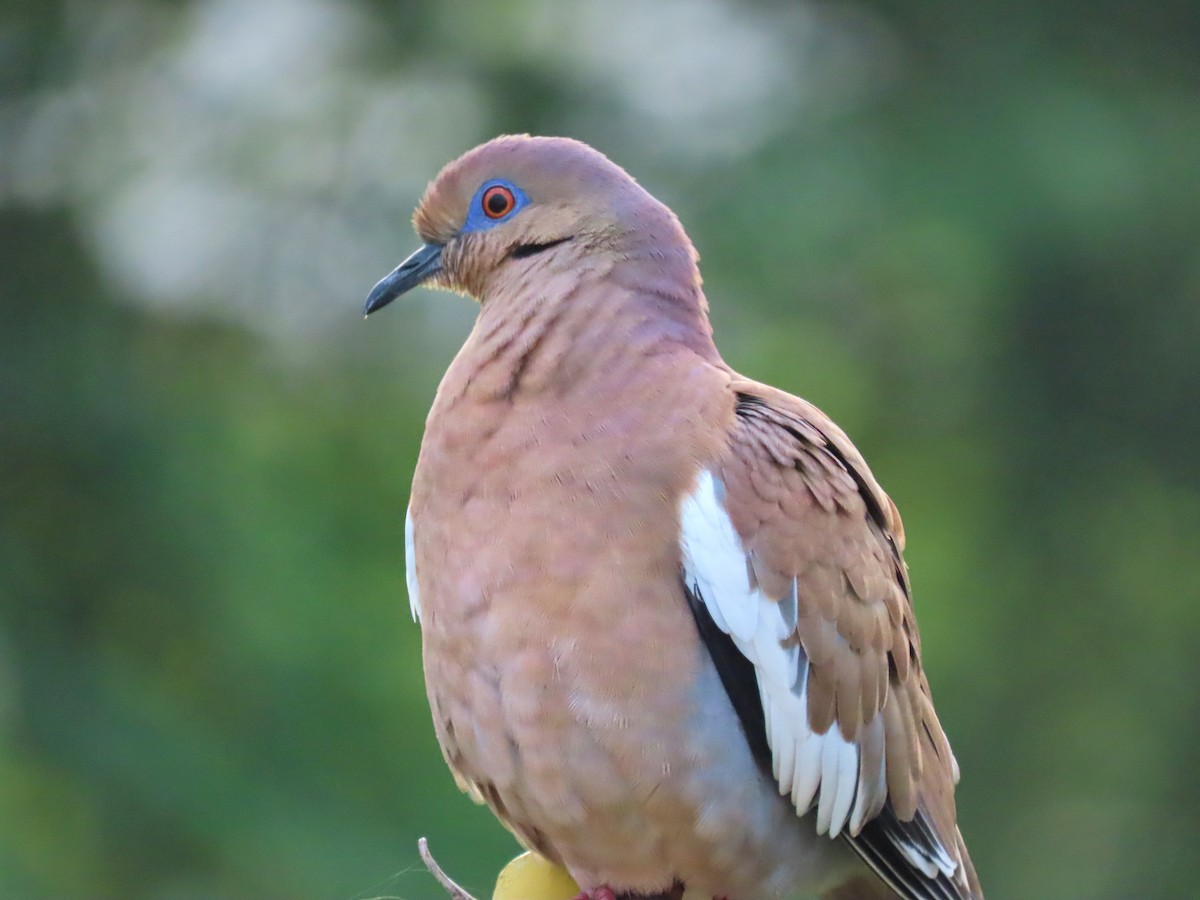 White-winged Dove - ML537815081