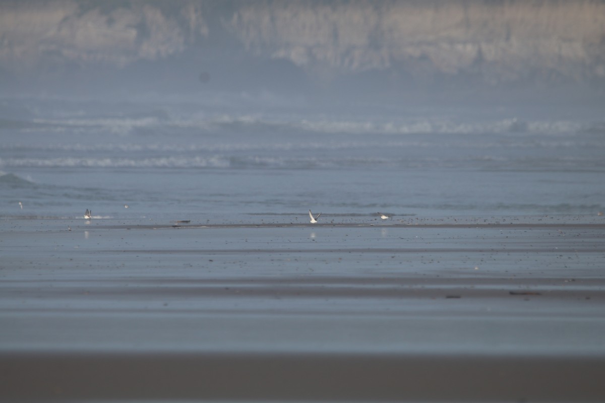 Гурвалж элсэг - ML537815981