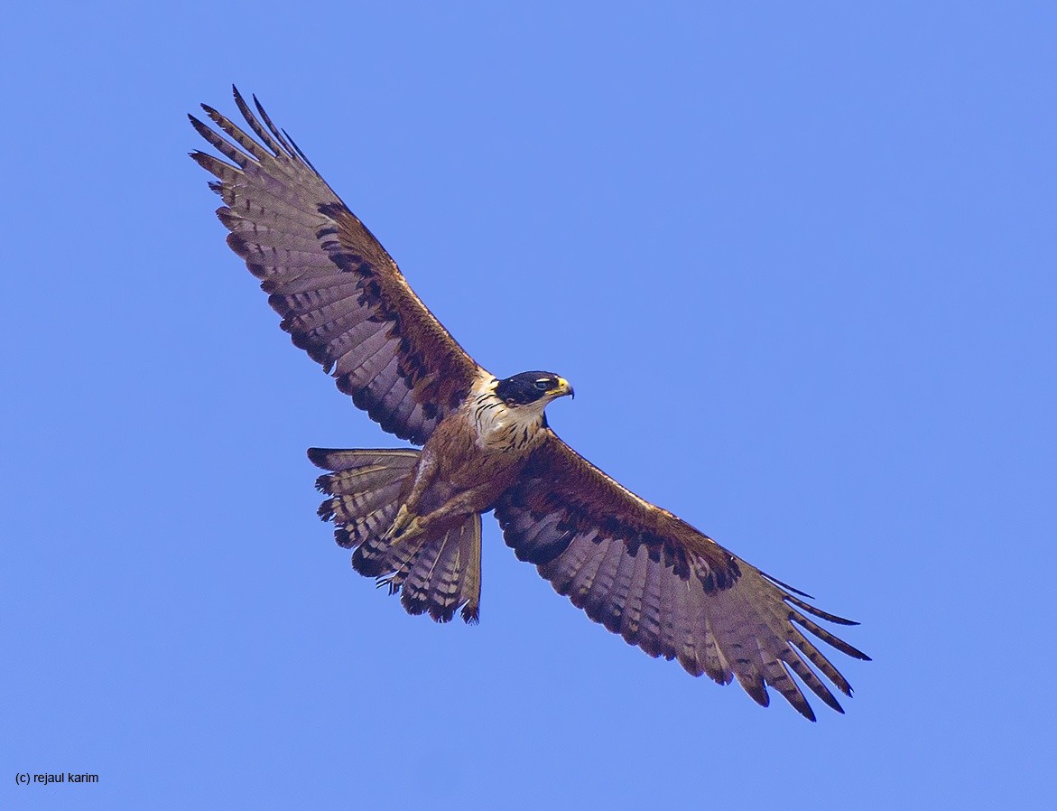 Rufous-bellied Eagle - Rejaul Karim