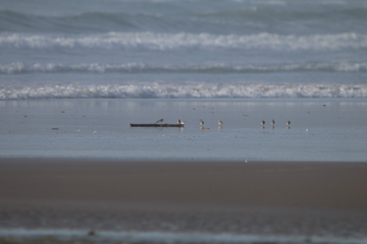 Гурвалж элсэг - ML537816091