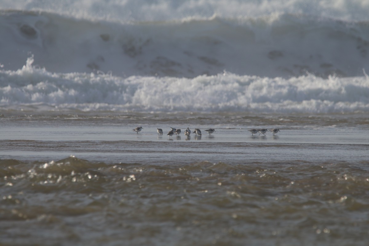 Гурвалж элсэг - ML537816131