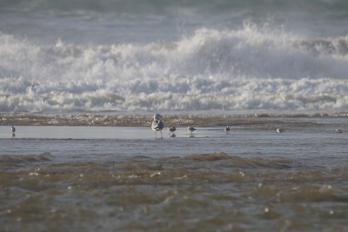 Гурвалж элсэг - ML537816221