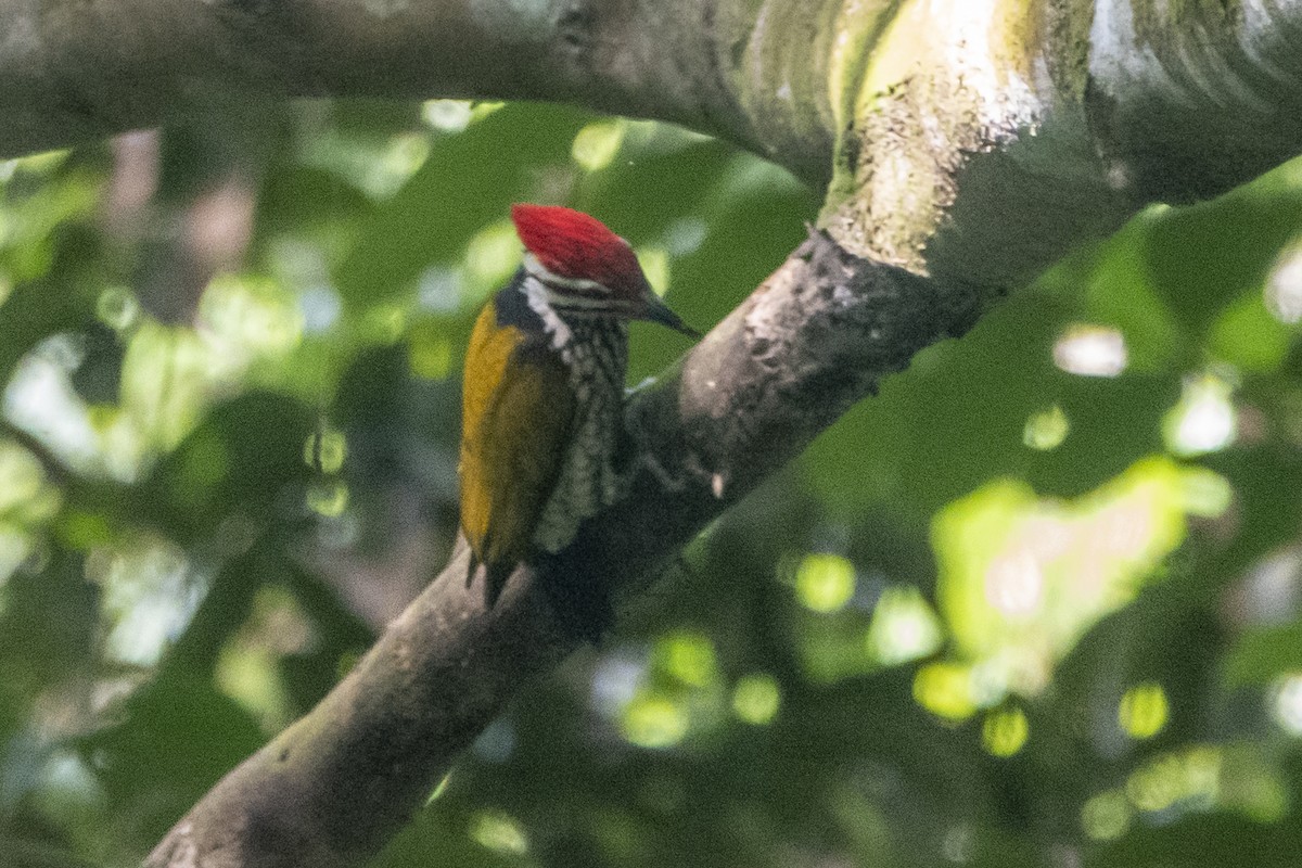 Common Flameback - Lyndon Gan