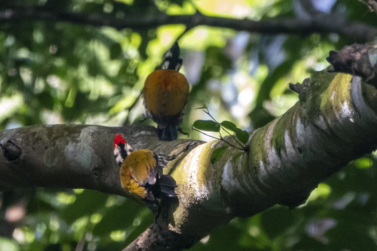 Common Flameback - Lyndon Gan