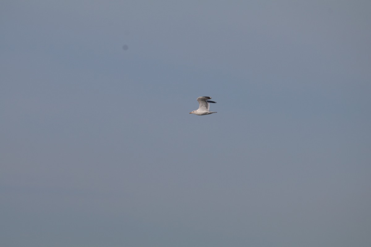 California Gull - ML537816721