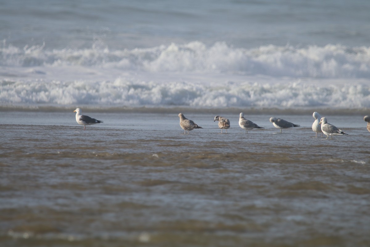California Gull - ML537816751