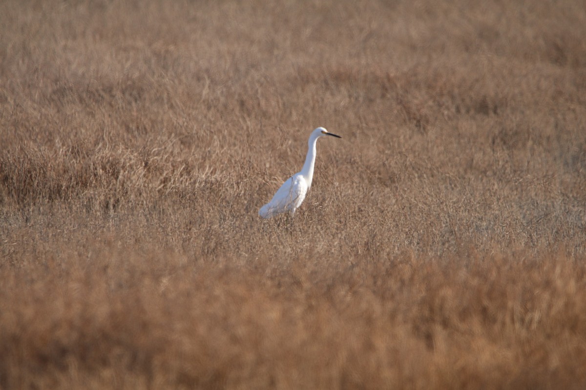 Snowy Egret - ML537816951