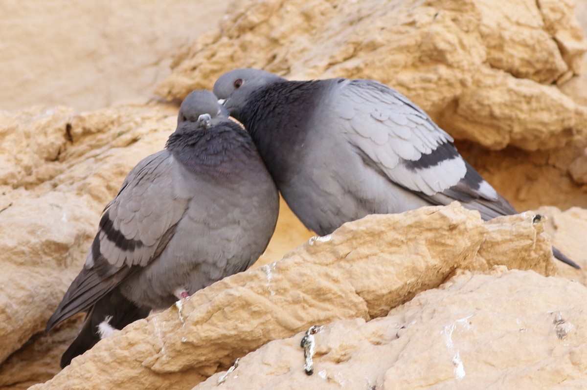 Rock Pigeon (Wild type) - Sérgio Correia