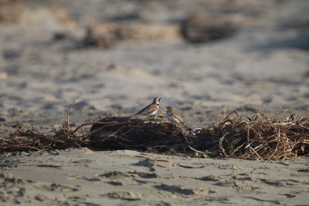 Horned Lark - ML537817471