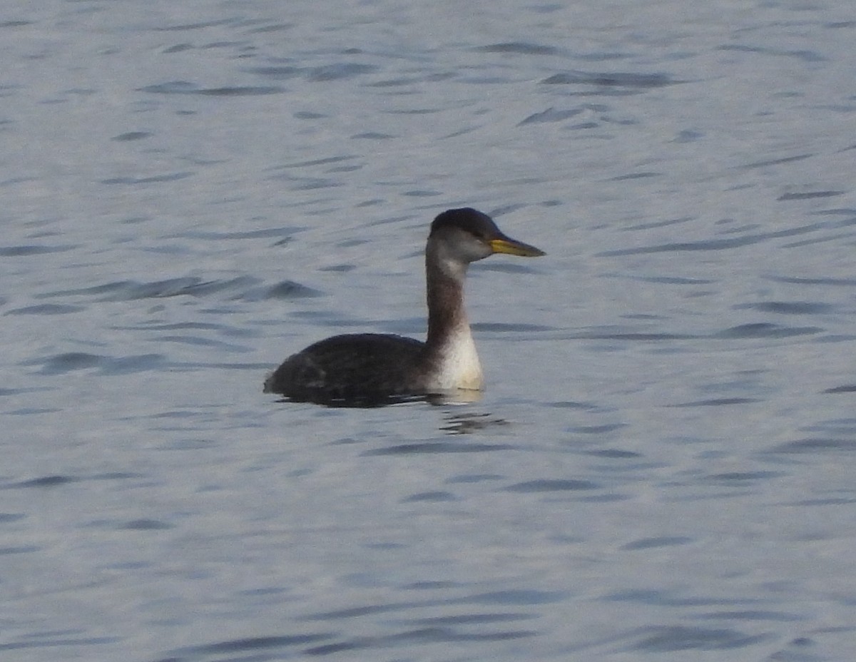 Red-necked Grebe - ML537817801