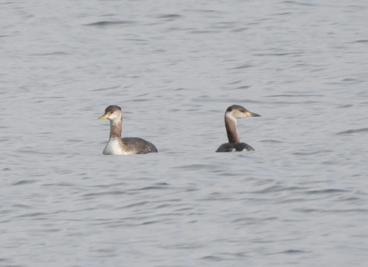 Red-necked Grebe - ML537817811