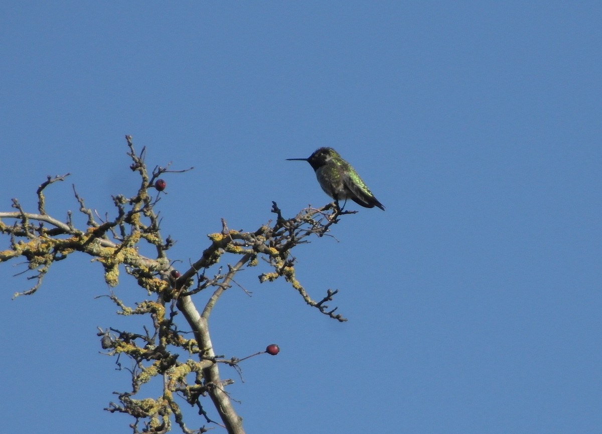 Anna's Hummingbird - ML537822051