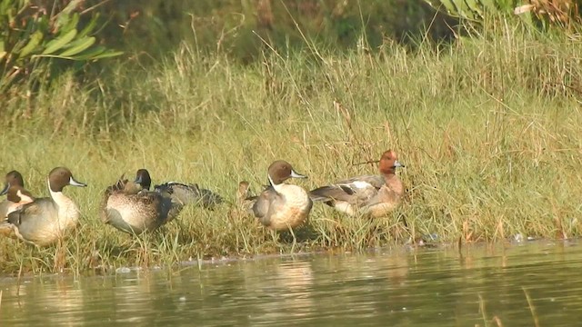 Eurasian Wigeon - ML537823421