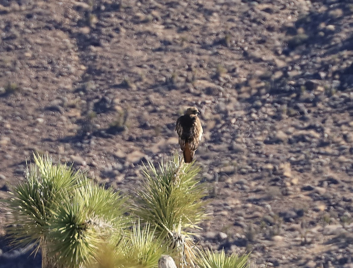 Red-tailed Hawk - Joseph Zarki