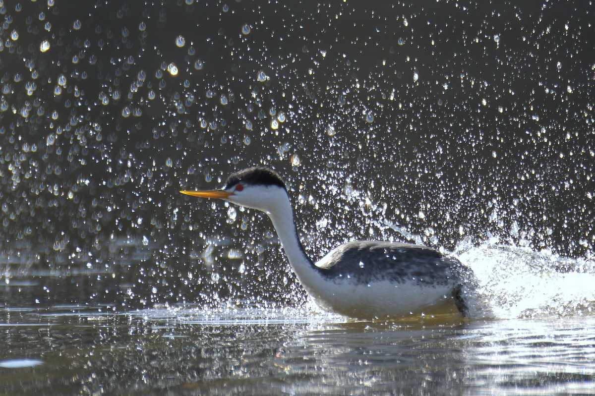 Clark's Grebe - ML537826591