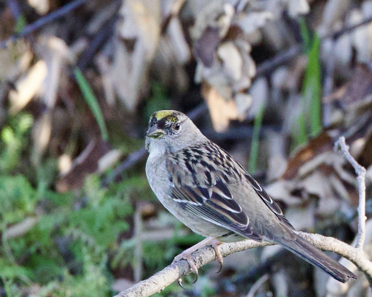 Bruant à couronne dorée - ML537827171