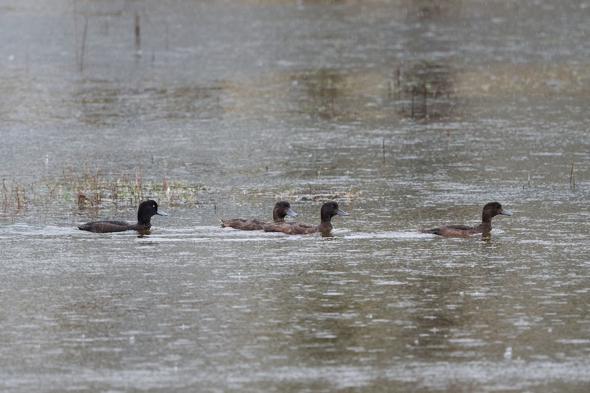 New Zealand Scaup - ML537828971