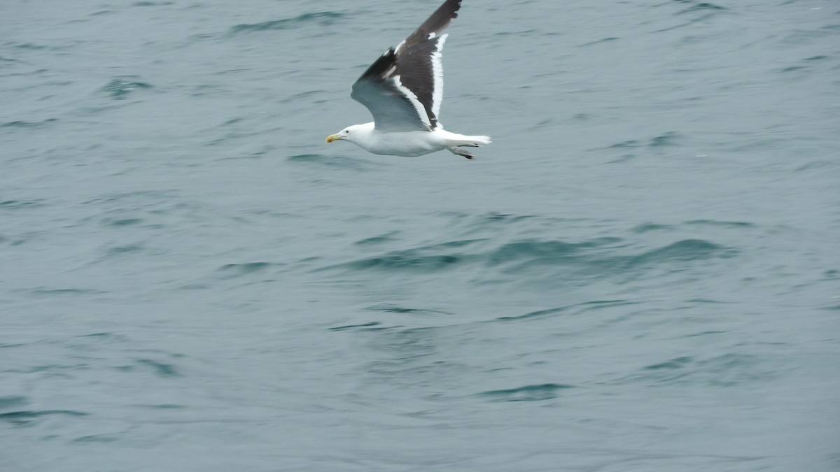 Kelp Gull - ML537829731