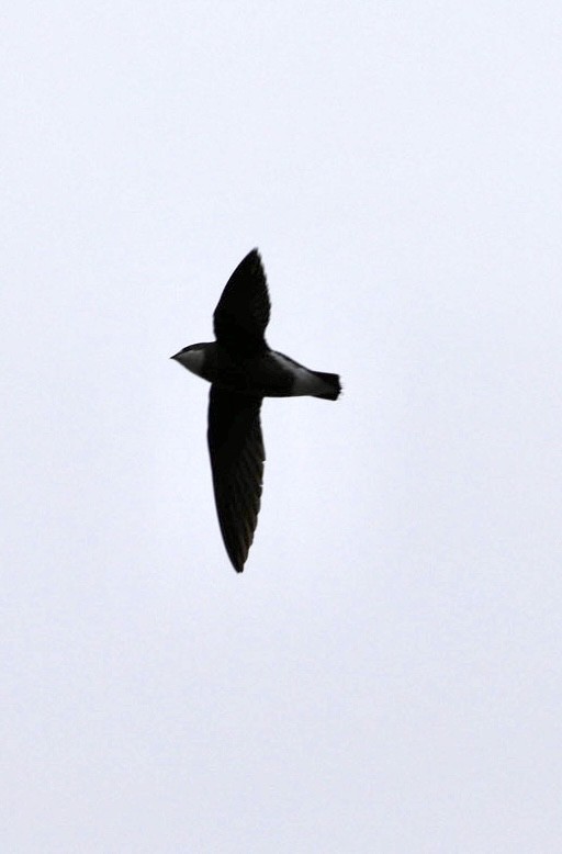 White-throated Needletail - ML537829841